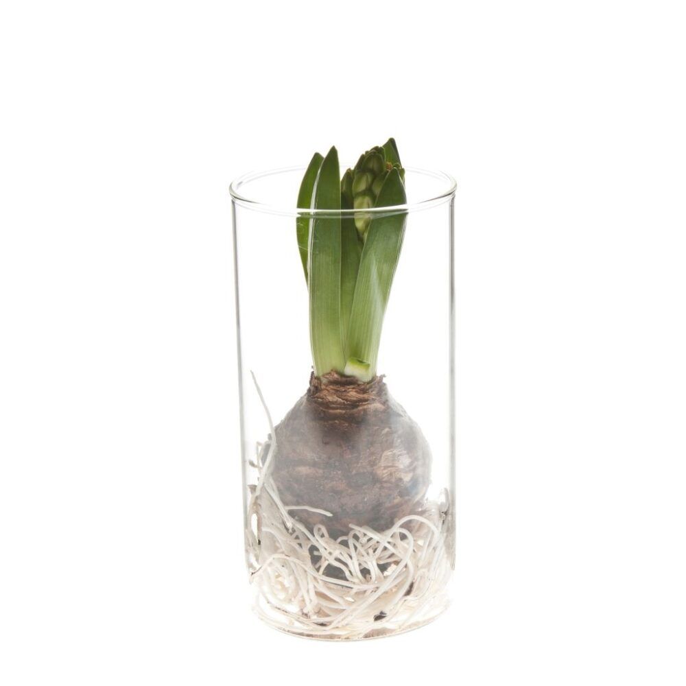 glass-from-orskov-with-hyacinth